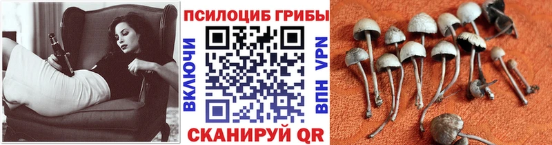купить закладку  Десногорск  кракен онион  Псилоцибиновые грибы Psilocybine cubensis 